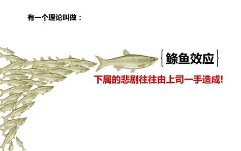 鰷魚效應|生活中的鰷魚效應